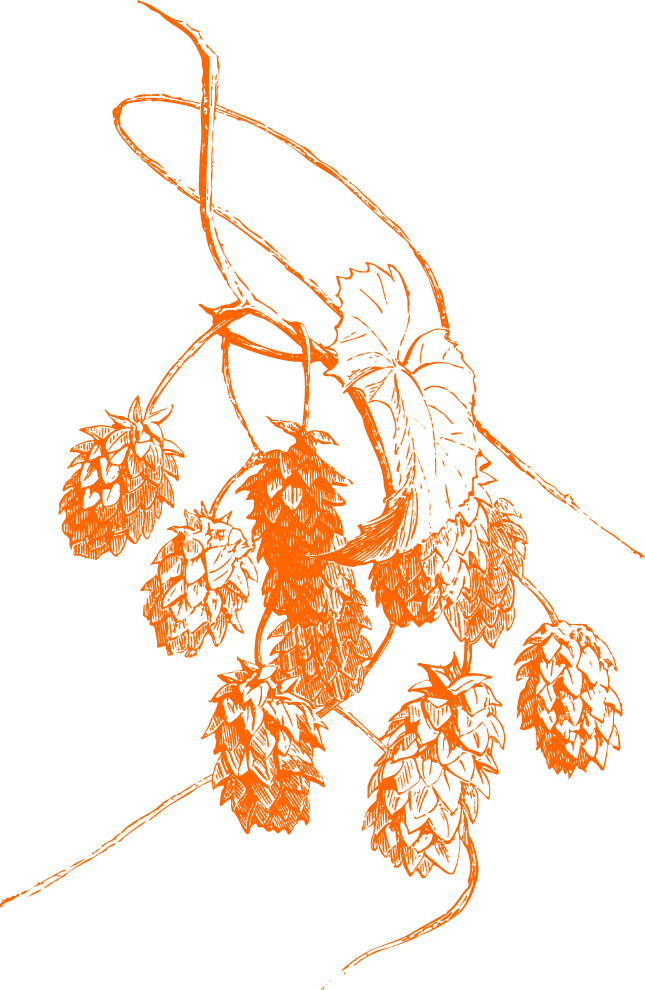 Hopfenpflanze mit Blättern und Blüten, Kupferstich Illustration in orange