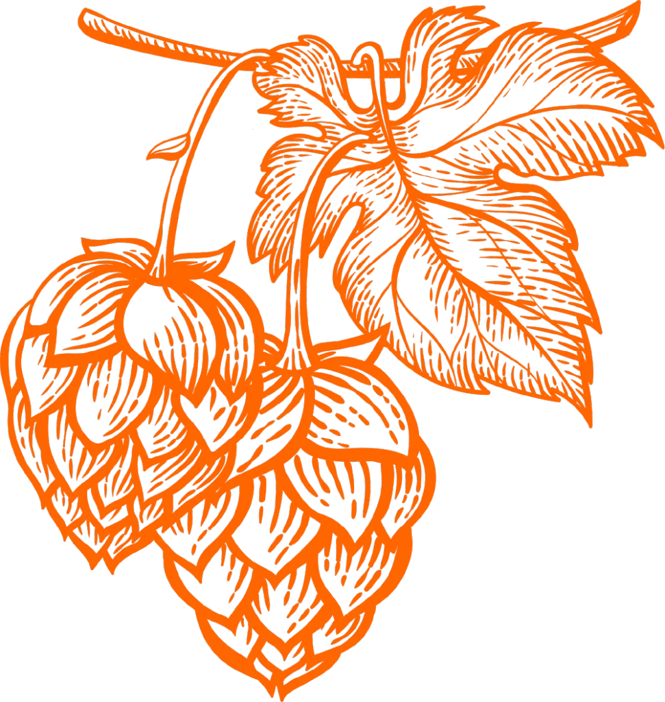 Illustration von Hopfenblüten mit Blättern, Kupferstich in orange